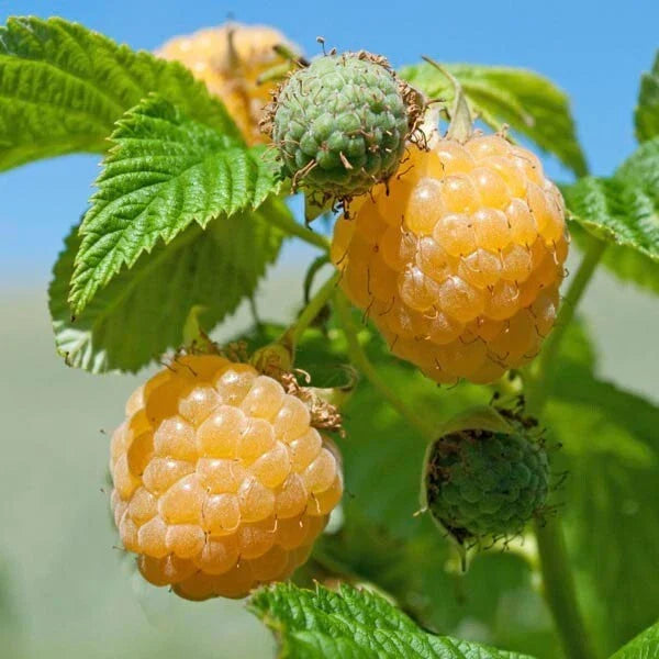 Fall Gold Raspberry Plant - Rooted Gold Raspberry Bush Rubus idaeus 'Fall Gold' for Zones 3-8