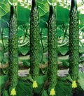 Live Chinese Cucumber Plant Seedling in 4" Pot, Crisp & Sweet, Cucumis sativus, Vining Vegetable for Garden or Container