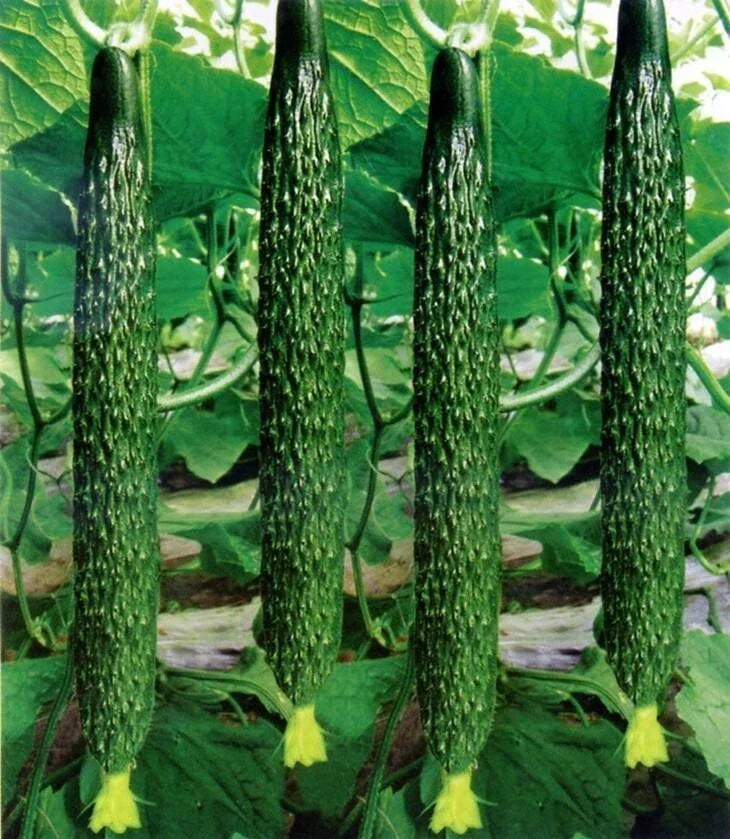 Live Chinese Cucumber Plant Seedling in 4" Pot, Crisp & Sweet, Cucumis sativus, Vining Vegetable for Garden or Container