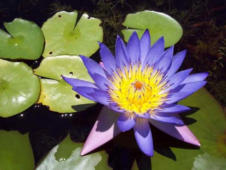 Blue Lotus Seeds - Pack of 5 - Nelumbo nucifera - Hardy Tropical Water Plant for Ponds & Water Gardens