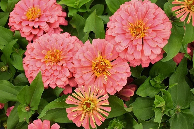 Magellan Salmon Zinnia Seeds - 100+ Pack, Zinnia elegans, Vibrant Salmon Pink Flowers, Garden, Border & Container Planting