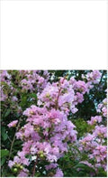 Crape Myrtle Cuttings 3-4 Rhapsody in Pink Live Plant Lagerstroemia indica, Pink Blossoms, Ornamental Garden, Drought-Resistant