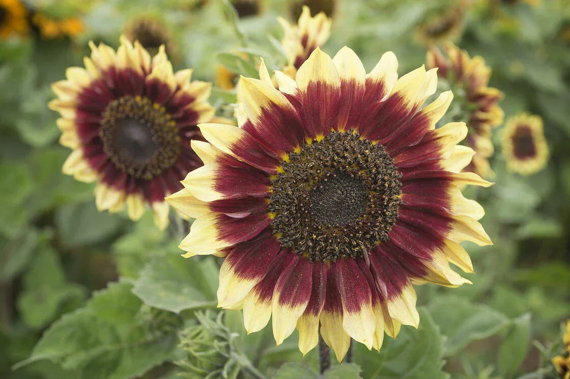 Sunflower Seeds Florenza Pack of 50 Non-GMO Helianthus annuus Bright Yellow Flowers for Garden, Landscape, Cut Flowers
