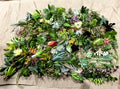50 Assorted Succulent Cuttings - Starter Plant Floret Varieties for Gardening & Indoor Decor