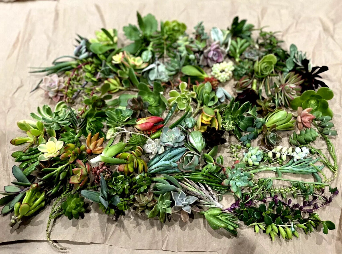 50 Assorted Succulent Cuttings - Starter Plant Floret Varieties for Gardening & Indoor Decor