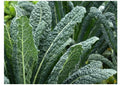 Organic Black of Tuscany Kale Seeds - Heirloom Italian Brassica oleracea var. sabellica, Non-GMO, Full Sun, Rich Greens