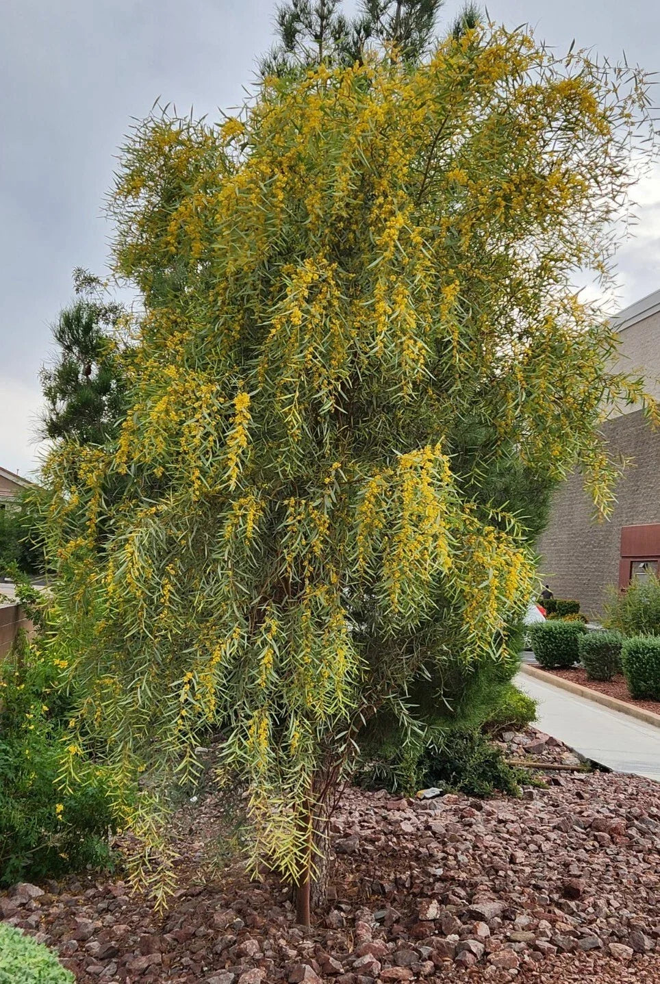 Acacia Saligna Seeds - 25 Orange Wattle Native Plant Seeds for Drought-Tolerant Gardens, Australian Golden Wattle, Fast-Growing Landscape Plant