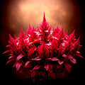 Midnight Amaranth Seeds - Non-GMO Heirloom Vegetable Seeds - Rich Color & Nutrition - Amaranthus cruentus, 2000+ Seeds Pack