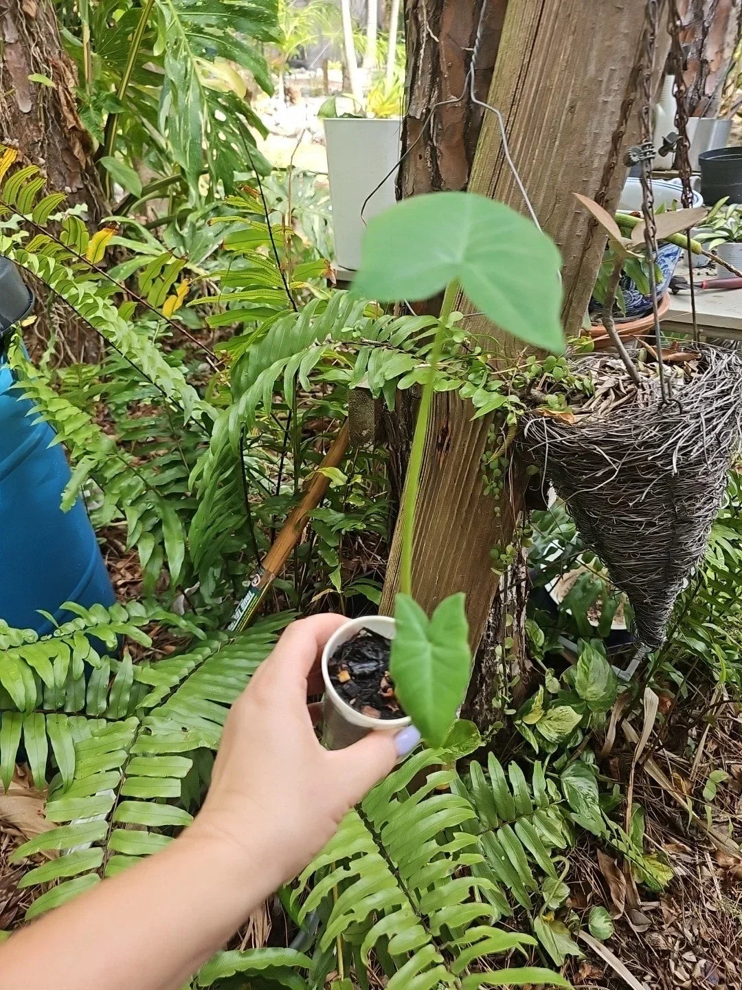 Giant Alocasia Plant - Taro Gigantea Elephant Ear - Live Indoor Tropical Foliage - Colocasia Taro gigantea