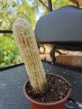Large Columnar Cactus 7" Espostoa Melanostele Peruvian Old Man Cotton Succulent Plant