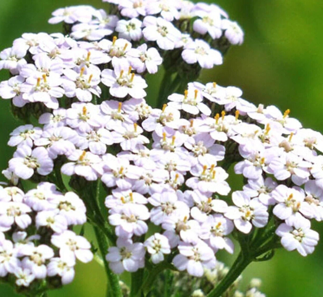 White Yarrow Seeds - Perennial Herb Flower Achillea millefolium for Gardens, Pollinators, Bees, Butterflies, Seed Packet