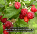 Boyne Early Season Red Raspberry Potted Plants – Rubus idaeus, 1-2 Year Old, Compact, Full Sun, Fruit-Bearing