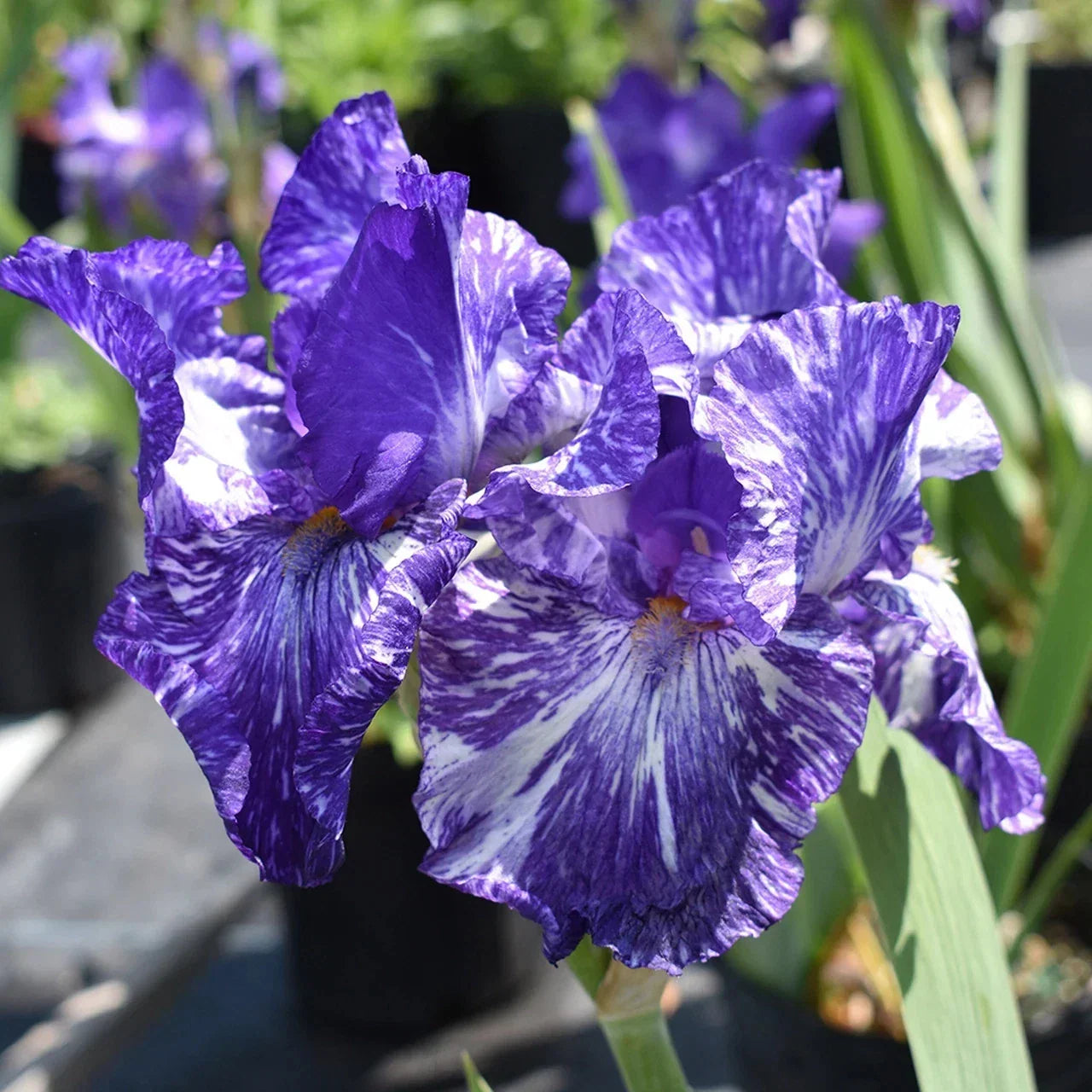 Iris Germanica Batik Rhizome – Hardy Perennial Flower Plant for Borders, Beds & Containers