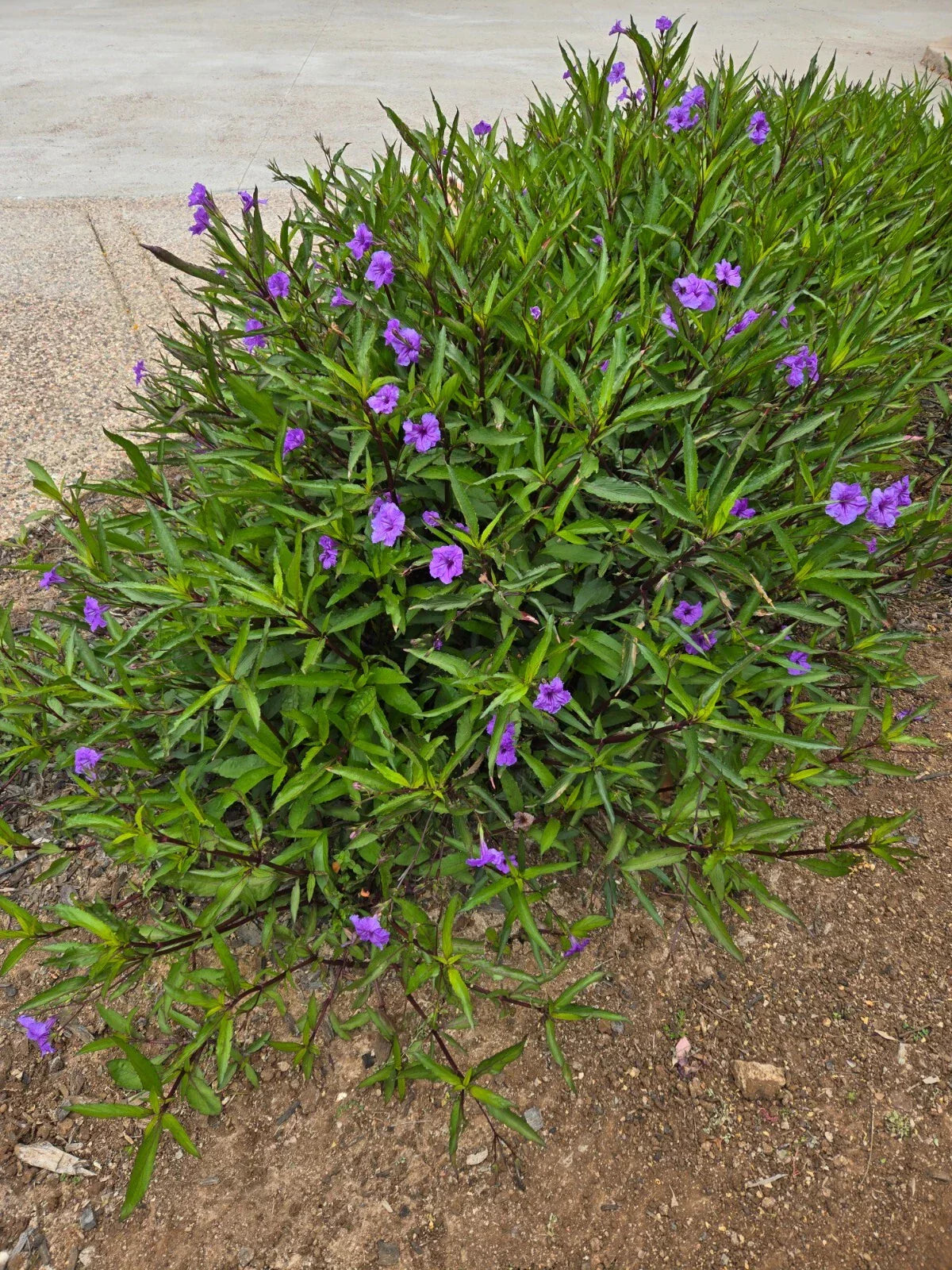 Mexican Petunia Plants - 10 Rooted Ruellia simplex for Borders, Attracts Butterflies & Hummingbirds, Bright Purple Flowers