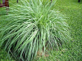 5 Pack Lemongrass Plants - Aromatic Perennial 'Cymbopogon citratus' Rooted Starter Herb for Cooking & Garden