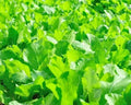 Florida Broadleaf Mustard Seeds – Heirloom Non-GMO Brassica juncea for Home Gardens & Small Farms, 500+ Seeds