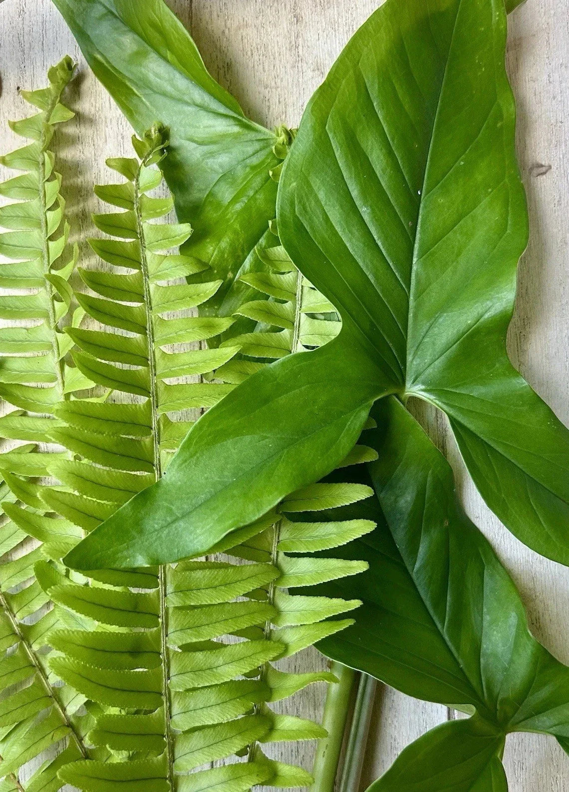 Rooted Plant Cuttings 20 Pack Arrowhead Vine Ferns Syngonium Podophyllum Nephrolepis exaltata Indoor Garden