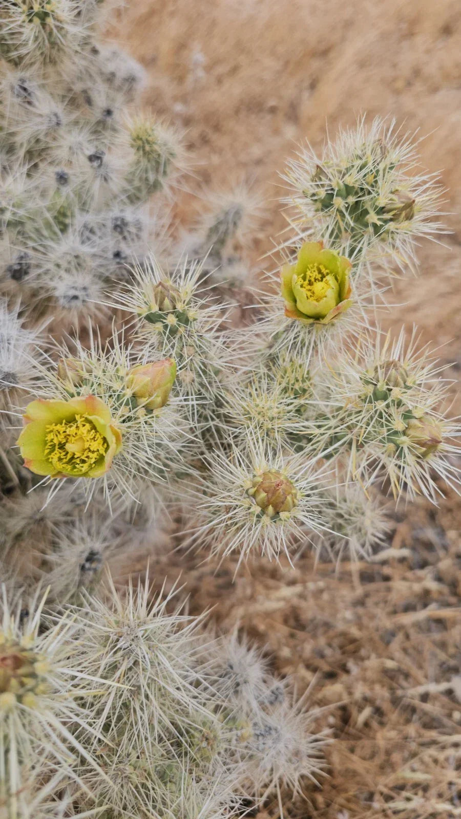 Silver Cholla Branches 3 Pieces 6-10" Cylindropuntia Echinocarpa Drought-Resistant Cactus Decor