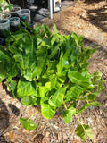 Philodendron 'Burle Marx' Live Plant Cutting – Tropical Indoor Houseplant, 5-7 Inches, Rare, Easy Care, Air-Purifying
