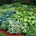 Hosta Plants Bumper Crop Mix - 10 Bare Root Varieties for Shade Gardens