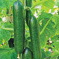 Sultan Cucumber Seeds - 25+ Pack - Heirloom Cucumis sativus for Garden Planting, Organic, Non-GMO, Full Sun, Vining