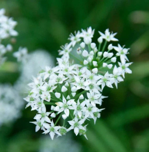 Garlic Chives Seeds - 200 Non-GMO Perennial Herb for Culinary Use - Allium tuberosum for Sauces & Dips