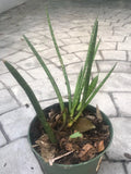 Sansevieria Cylindrica ‘Boncel’ Starfish Snake Plant Potted Indoor/Outdoor Air-Purifying Drought-Resistant