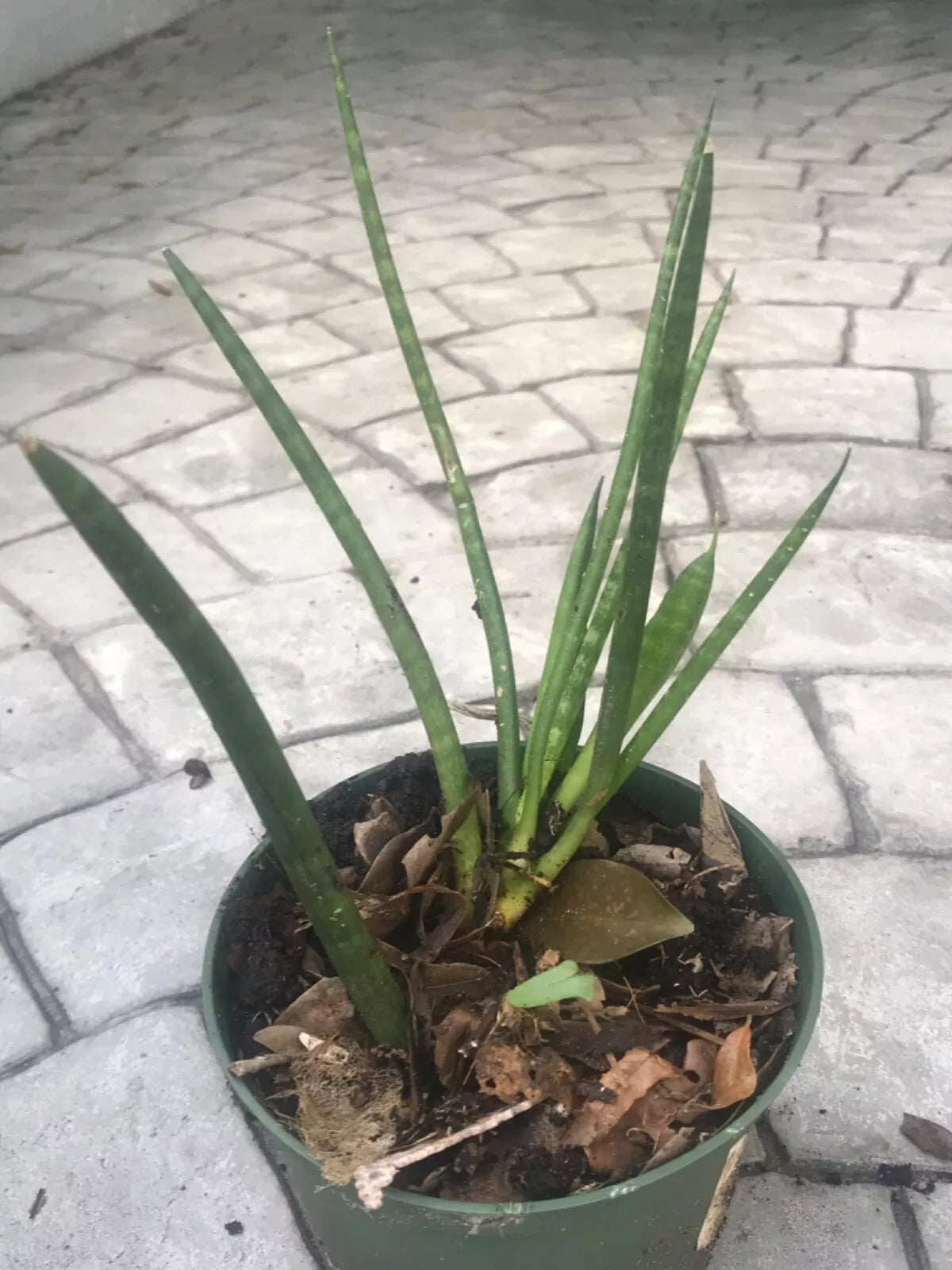 Sansevieria Cylindrica ‘Boncel’ Starfish Snake Plant Potted Indoor/Outdoor Air-Purifying Drought-Resistant