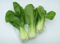 Bok Choy Seeds 1500 Pack Non-GMO Canton PAK CHOI Brassica rapa subsp. chinensis for Home Gardening