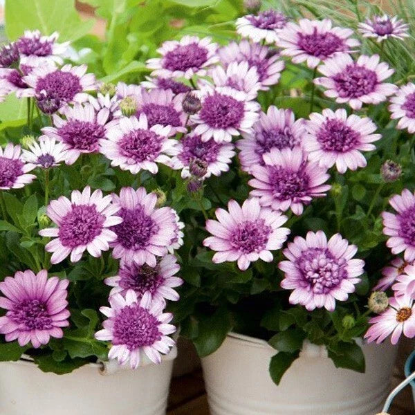 Cape Daisy Seeds - 50+ Violet & White Osteospermum Flower Seeds for Garden, Container & Border Planting