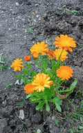 Calendula Seeds Mix - 50 Pcs Pot Marigold Pacific Beauty Variety for Garden Flowers, Easy to Grow, Pollinator Attracting, Calendula officinalis