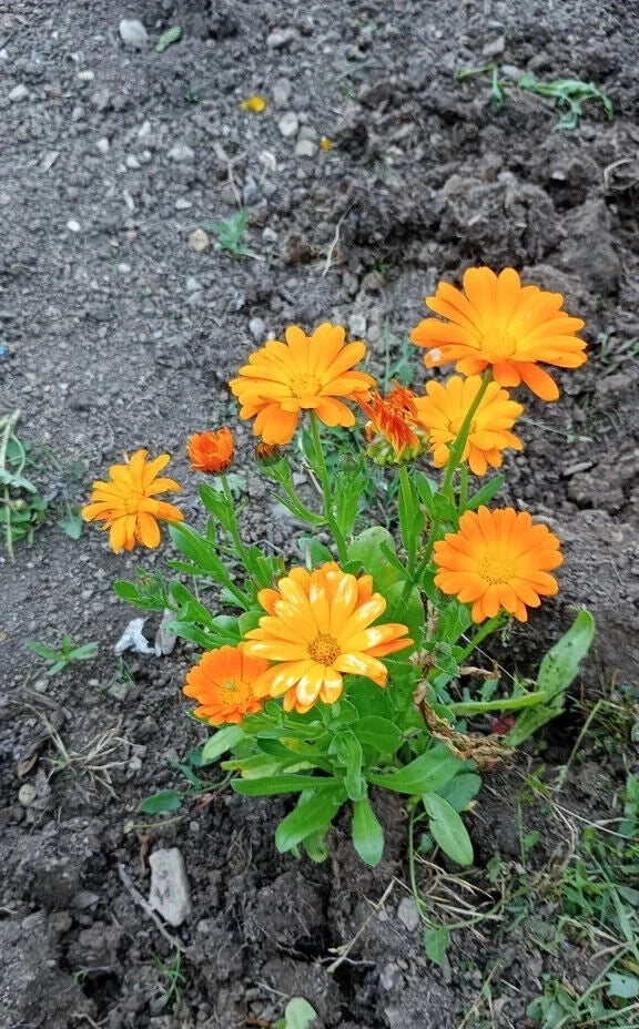 Calendula Seeds Mix - 50 Pcs Pot Marigold Pacific Beauty Variety for Garden Flowers, Easy to Grow, Pollinator Attracting, Calendula officinalis