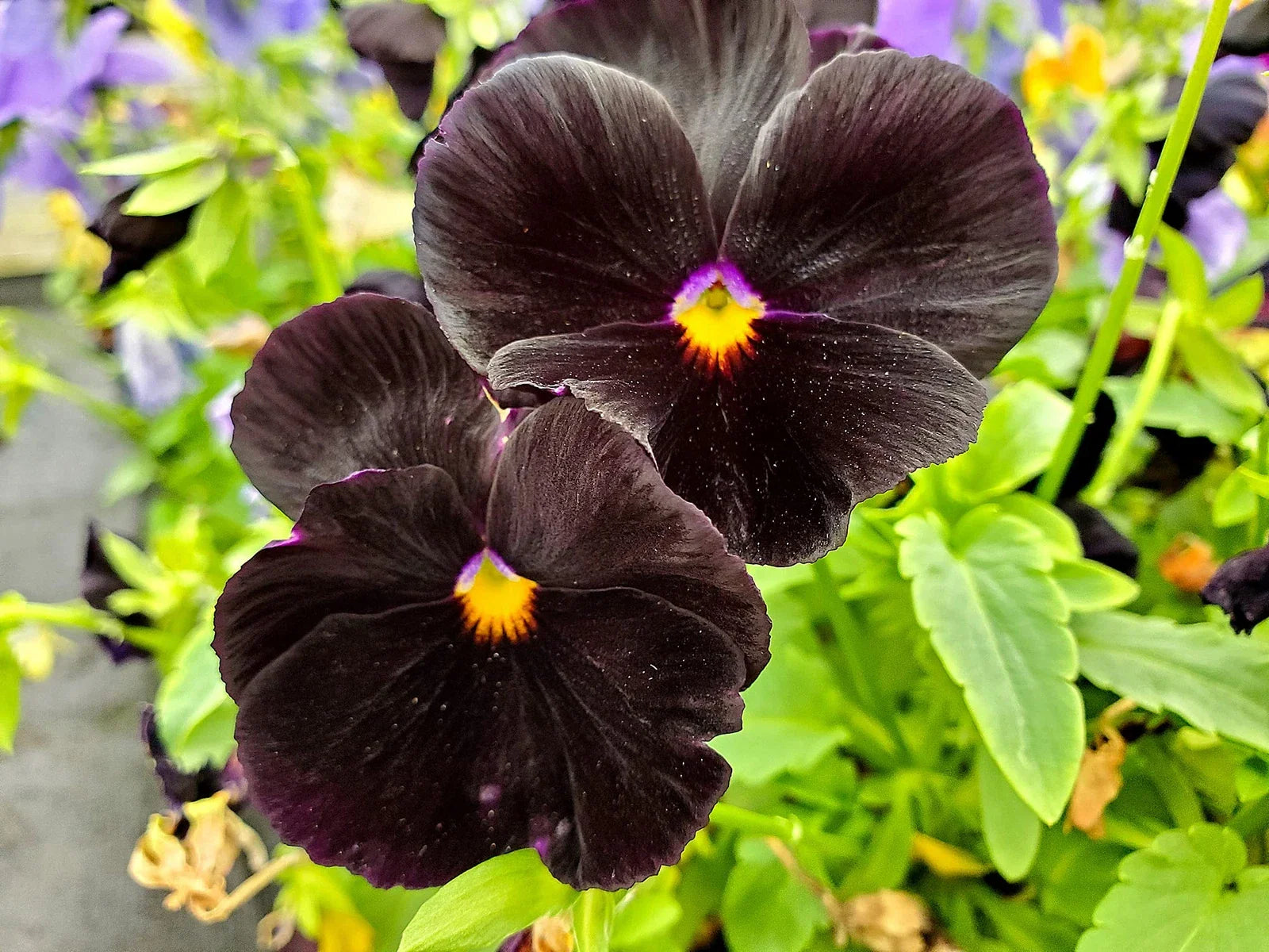 Black Pansy Seeds - 100+ Viola tricolor Varieties for Garden, Borders & Containers