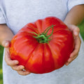 Beefsteak Tomato Seeds 100 Pack Heirloom Solanum lycopersicum for Home Gardening