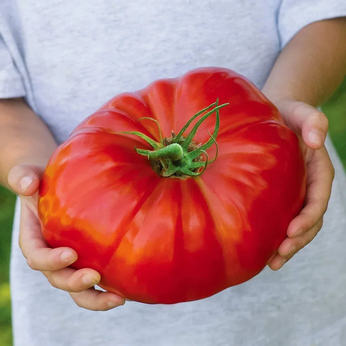 Beefsteak Tomato Seeds 100 Pack Heirloom Solanum lycopersicum for Home Gardening