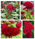 50 Red Plumed Cockscomb Flower Seeds - Celosia cristata, Ornamental Garden Seeds for Borders & Containers