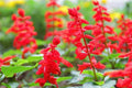 Red Scarlet Salvia Seeds - Non-GMO Annual & Perennial Hummingbird Flowers, 500 Seeds, Salvia splendens