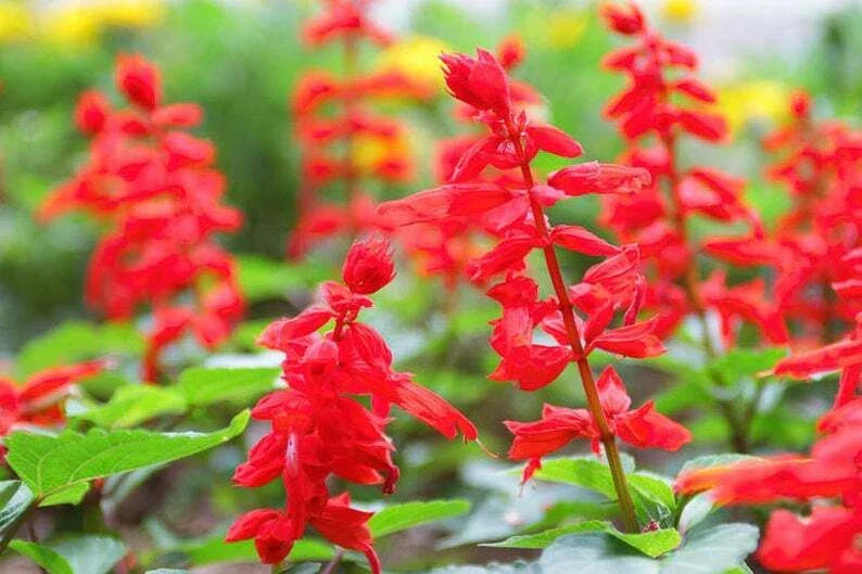 Red Scarlet Salvia Seeds - Non-GMO Annual & Perennial Hummingbird Flowers, 500 Seeds, Salvia splendens