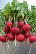 Crimson Giant Radish Seeds - Heirloom Non-GMO Raphanus sativus for Large, Crispy Harvests - Pack of 100/200/500/2000