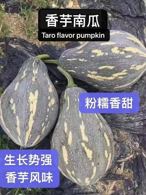 Taro Flavor Pumpkin Seeds - Heirloom XiangYu Nangua Chinese Winter Squash Seeds - Non-GMO, USA Grown, Vining, Culinary Variety