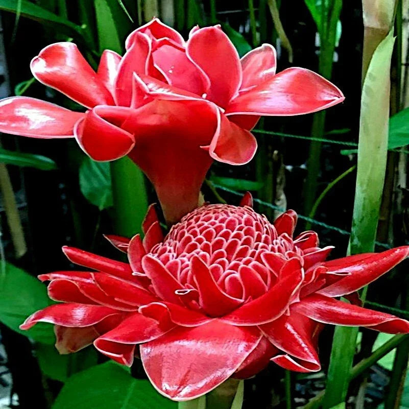 Red Torch Ginger Seeds, Etlingera elatior, Tropical Garden Flower, Rare Exotic Plant, 10 Seeds