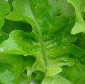 1000 Lettuce Seeds – Oak Leaf Green Variety for Salads – Lactuca sativa – Non-GMO Seeds from GroCo USA