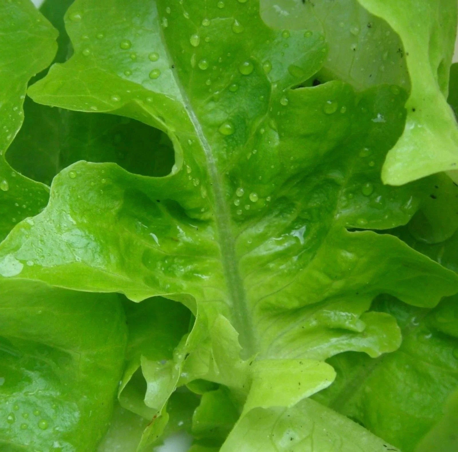 1000 Lettuce Seeds – Oak Leaf Green Variety for Salads – Lactuca sativa – Non-GMO Seeds from GroCo USA
