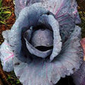 Red Acre Cabbage Seeds, Heirloom Non-GMO, 500 Seeds, Brassica oleracea var. capitata, Compact Heads, Full Sun to Partial Shade