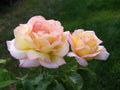 Peace Rose Cuttings for Rooting - Rosa 'Peace' Garden Roses, Ornamental Plants, Home Gardening