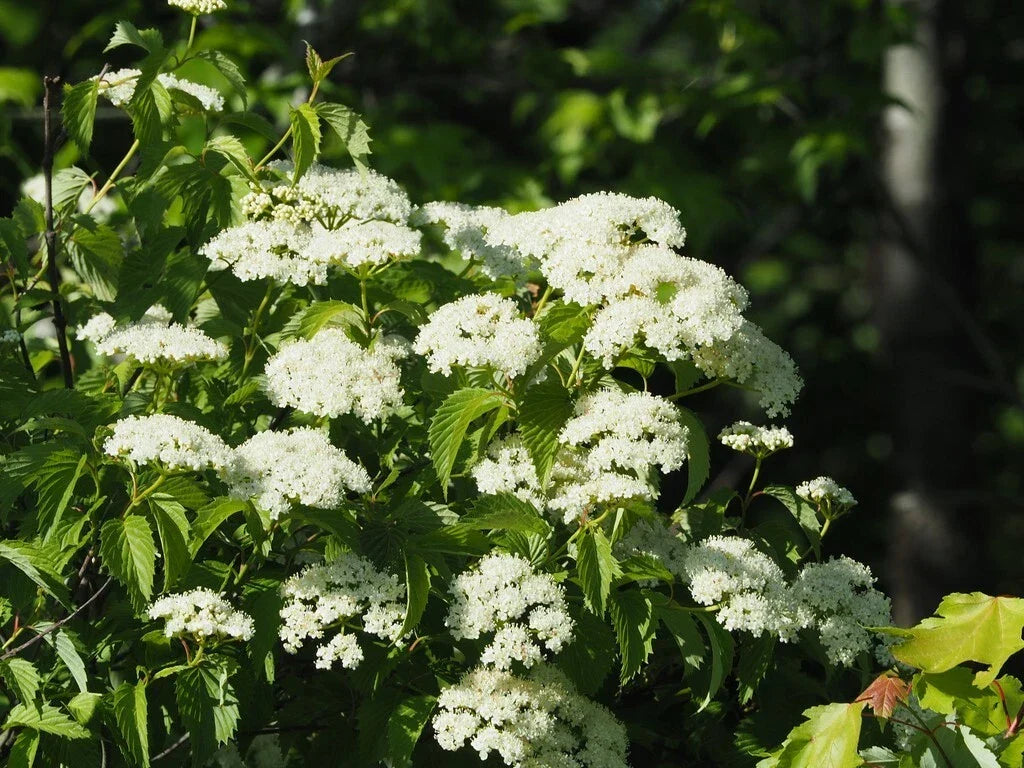 Viburnum Seeds - 50 Count Arrowwood Viburnum Flowering Shrub Seeds - Viburnum dentatum for Garden, Landscape, Wildlife Attraction