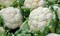 Cauliflower Seeds - Snowball Y Heirloom Non-GMO 500 Seeds Brassica oleracea var. botrytis