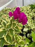 Bougainvillea Starter Plant - Vera Variegata Purple - Deep Purple Blooms - Rooted Climbing Vine - Bougainvillea spectabilis