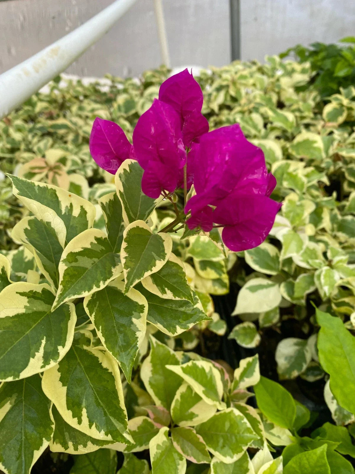 Bougainvillea Starter Plant - Vera Variegata Purple - Deep Purple Blooms - Rooted Climbing Vine - Bougainvillea spectabilis