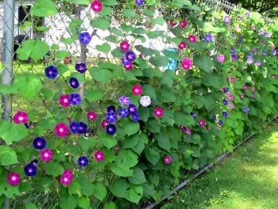 Morning Glory Flower Vine Seeds - Ipomoea purpurea Mix, Climbing Plant for Garden, Vertical Garden, Fast-Growing, Pollinator Attracting